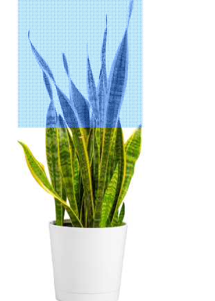 2 foot Sansevieria Snake Plant