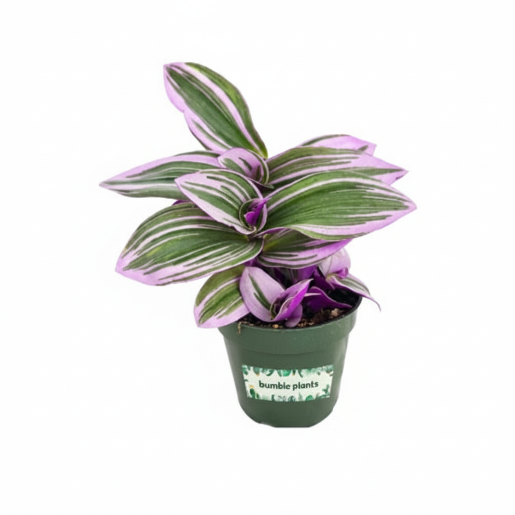 Tradescantia Bubble Gum plant with purple and green foliage in a green pot