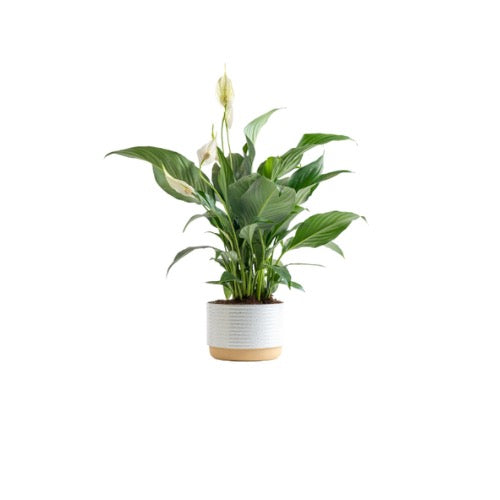1 foot Peace Lily