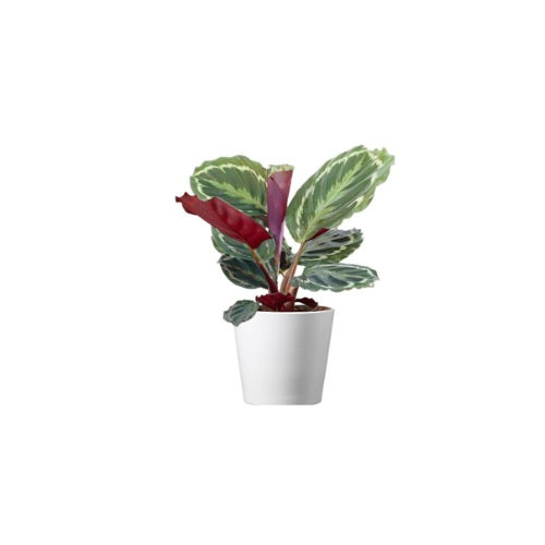 6” Medallium Prayer Plant