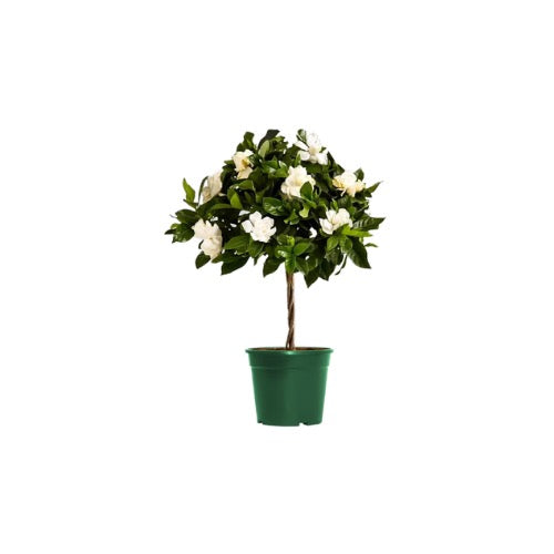 6” Mini Gardenia Tree