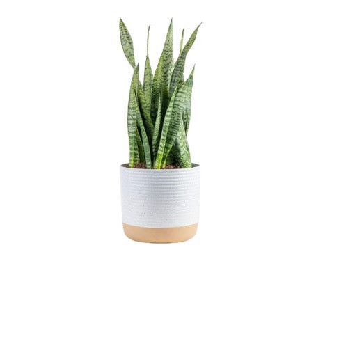2 foot Sansevieria Snake Plant