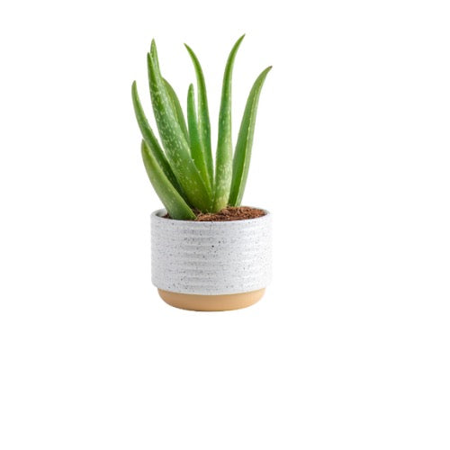 10” Aloe Vera Plant