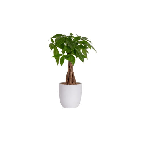 16” Money Tree