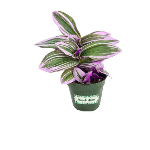 12” Purple Bubble Gum Plant