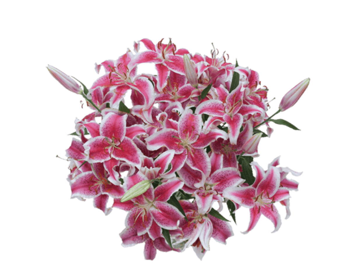 Lilies