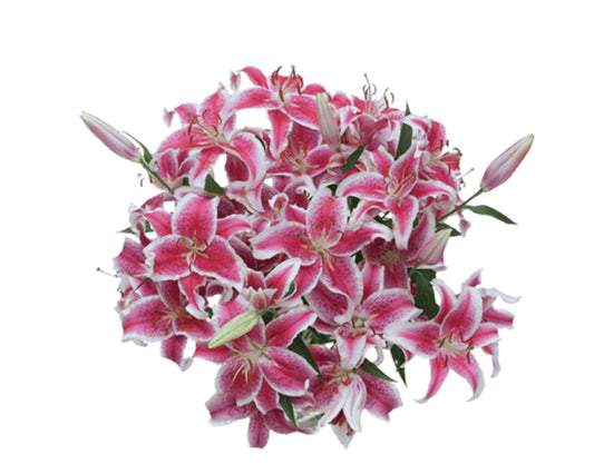 Lilies