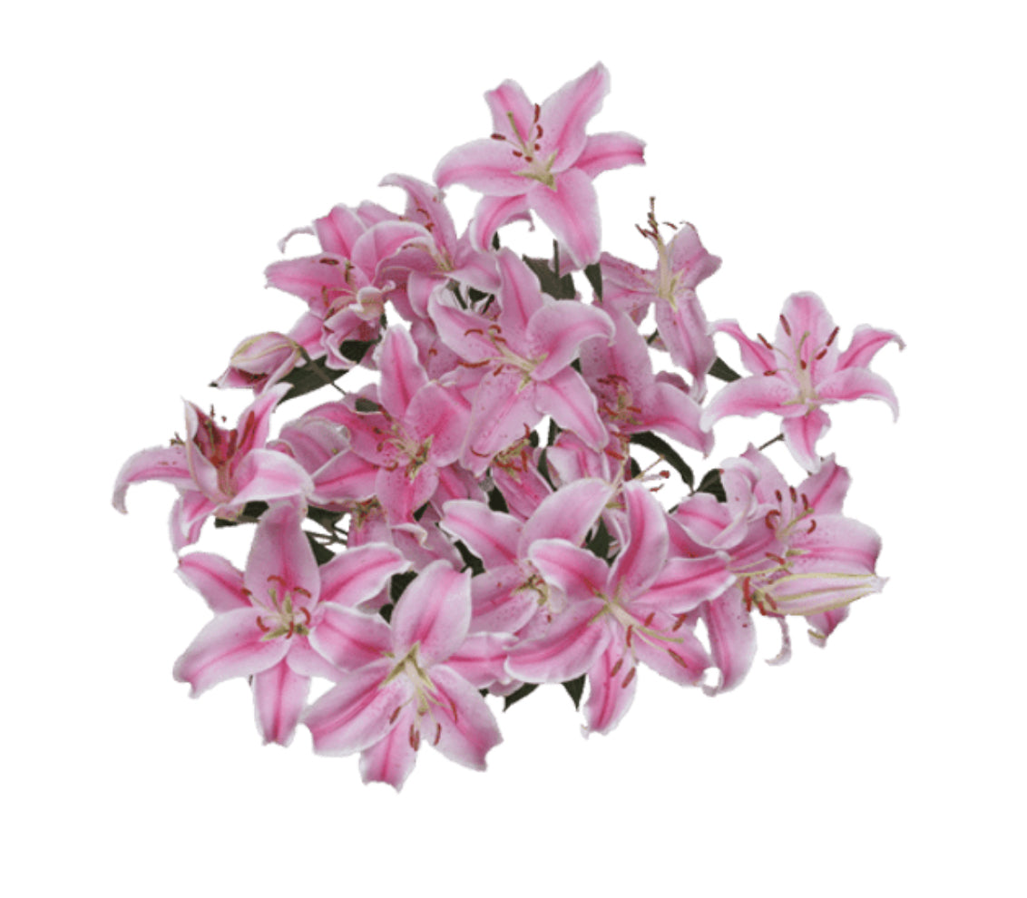 Lilies