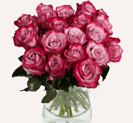 Sweet Lavender Roses