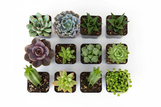 2.5 inch succulent variety plants in small pots by Colour Me Floral Shoppe