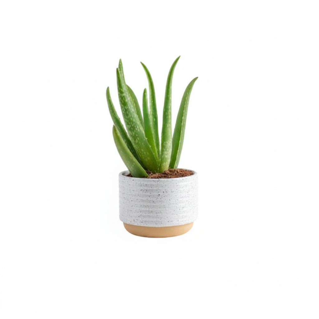 Aloe vera plant in a white ceramic pot with natural wood base