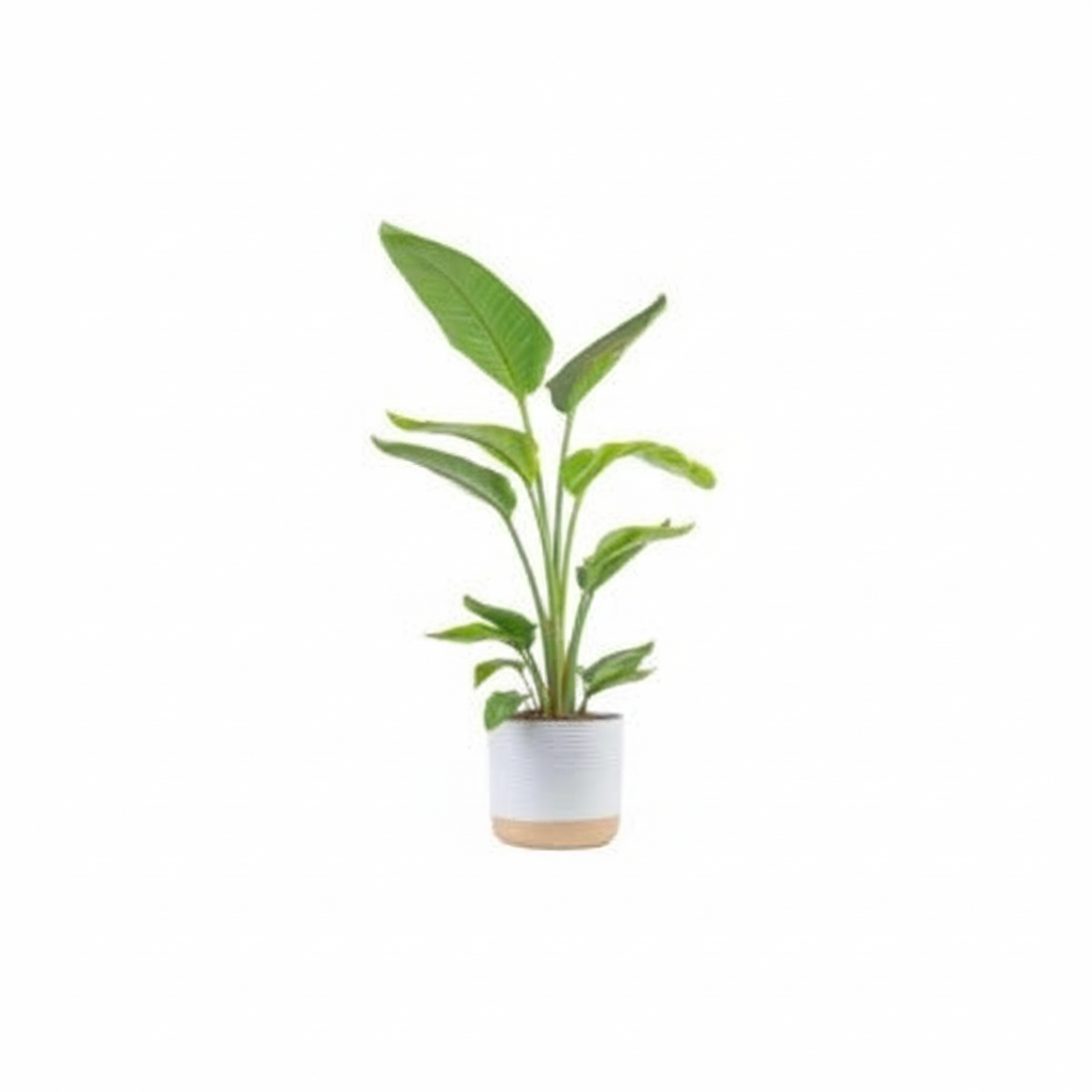 3 foot Birds of Paradise plant in a white and natural woven pot